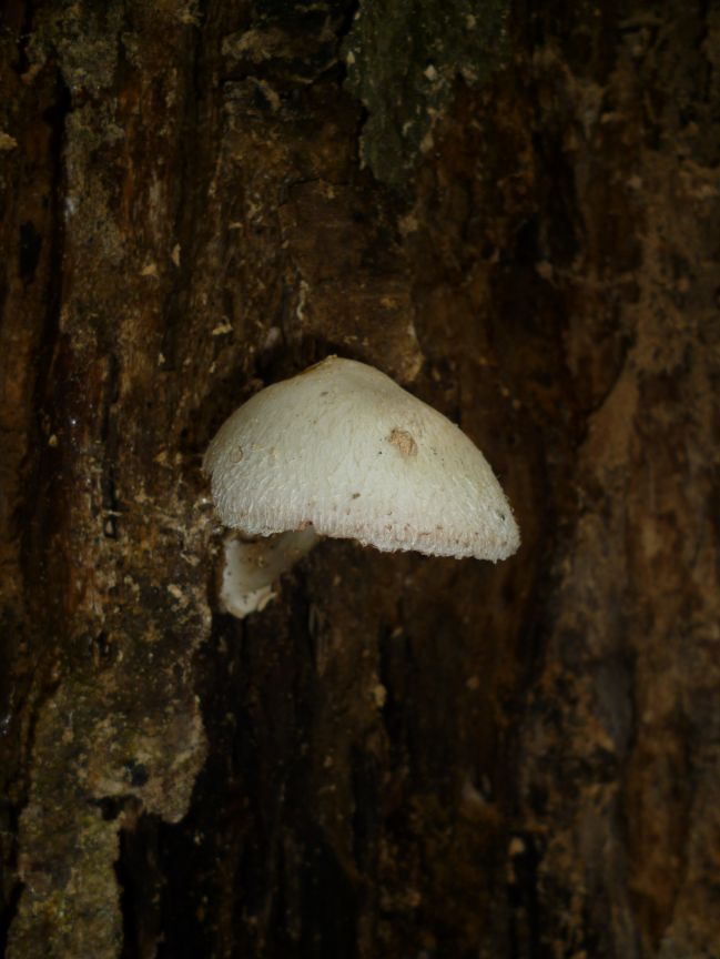 Developed fruit body on beech at Hampstead Heath, UK.